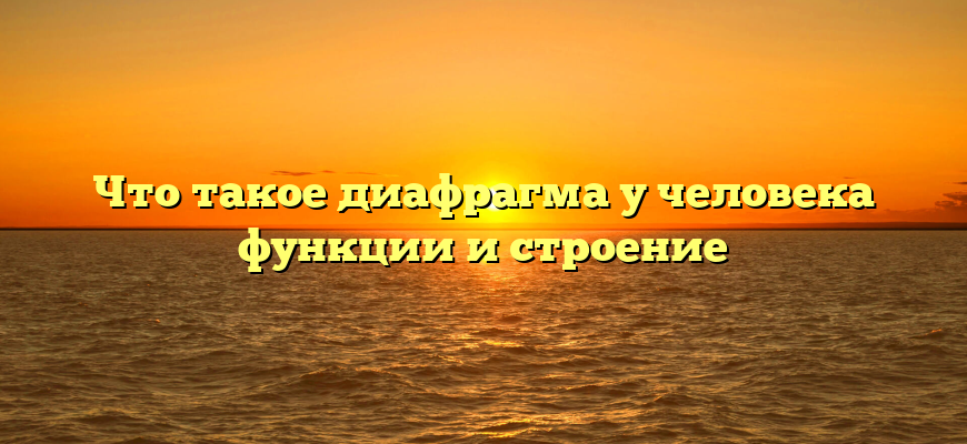 Что такое диафрагма у человека функции и строение